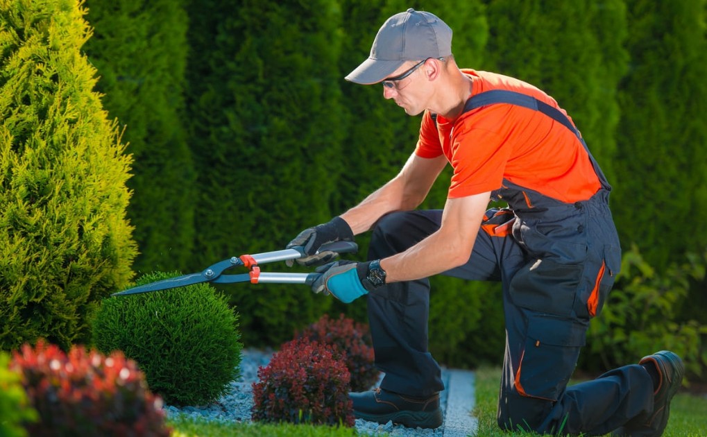 specialist in intretinerea spatiilor verzi utilizand o forfeca de gradina pentru gardul viu