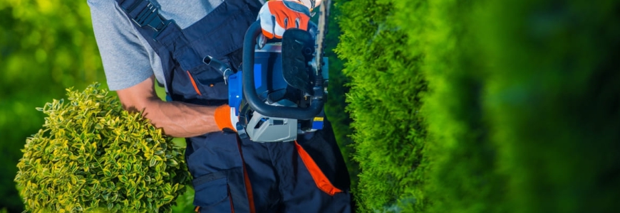  specialist in spatii verzi utilizand o drujba pentru  toaletarea unui gard viu 