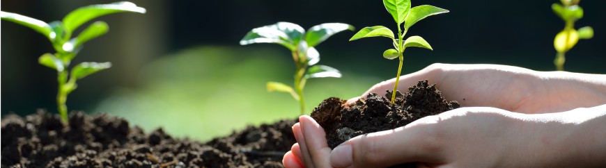 Cum produci rasaduri de calitate