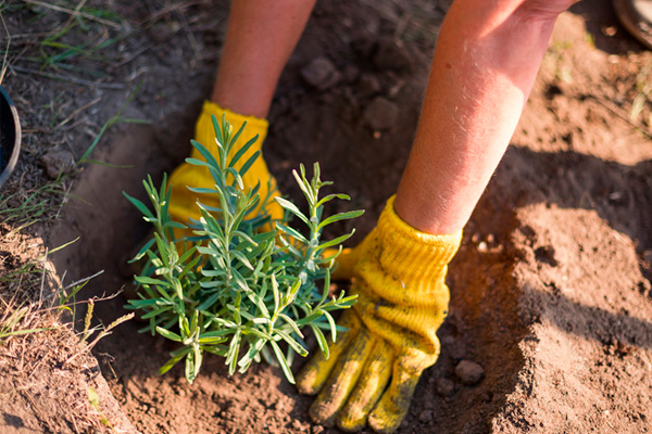 Cand se planteaza lavanda? Ghid complet pentru o cultura de succes 