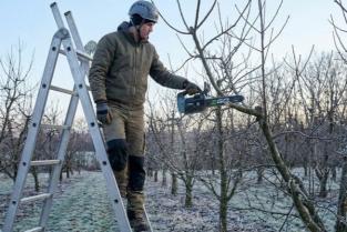 Cum alegi drujba pentru toaletarea copacilor? Comparație între modelele Top-Handle și Rear-Handle