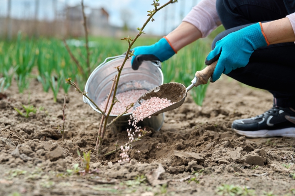 Ghid practic pentru fertilizarea corecta a solului in gradina de primavara